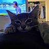 animal, blue_eyes, cat, closet, closeup, clothing, couch, ears, fluffy, furry, gray_cat, home, indoors, kitten, living_room, pet, portrait, relaxed, television, whiskers