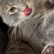 Opal joined the competition — help win amazing prizes! animal, blep, cat, close_up, cute, fluffy, fur, gallery, gray_cat, indoor, long_hair, paw, pet, phone_screen, photograph, playback_controls, portrait, tongue, whiskers, yellow_eyes
