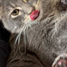 animal, blep, cat, close_up, cute, fluffy, fur, gallery, gray_cat, indoor, long_hair, paw, pet, phone_screen, photograph, playback_controls, portrait, tongue, whiskers, yellow_eyes