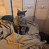 Opal is registered to the contest to win money with this photo: animal, bed, bedroom, blanket, cap, cat, closet_doors, cozy, cute, fluffy, gray_fur, indoors, kitten, long_hair, meowing, open_mouth, pet, portrait, standing, warm_lighting