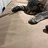 Opal is registered to the contest to win money with this photo: animal, bed, bedding, cat, closed_eyes, cozy, cute, ears, gray_fur, home, indoor, kitten, paw, pet, portrait, relaxed, resting, sleeping, tabby, whiskers