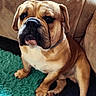 bulldog, dog, pet, animal, canine, sitting, indoor, carpet, furniture, couch, brown, beige, collar, cute, portrait, companion, paw, fur, domestic, friendly