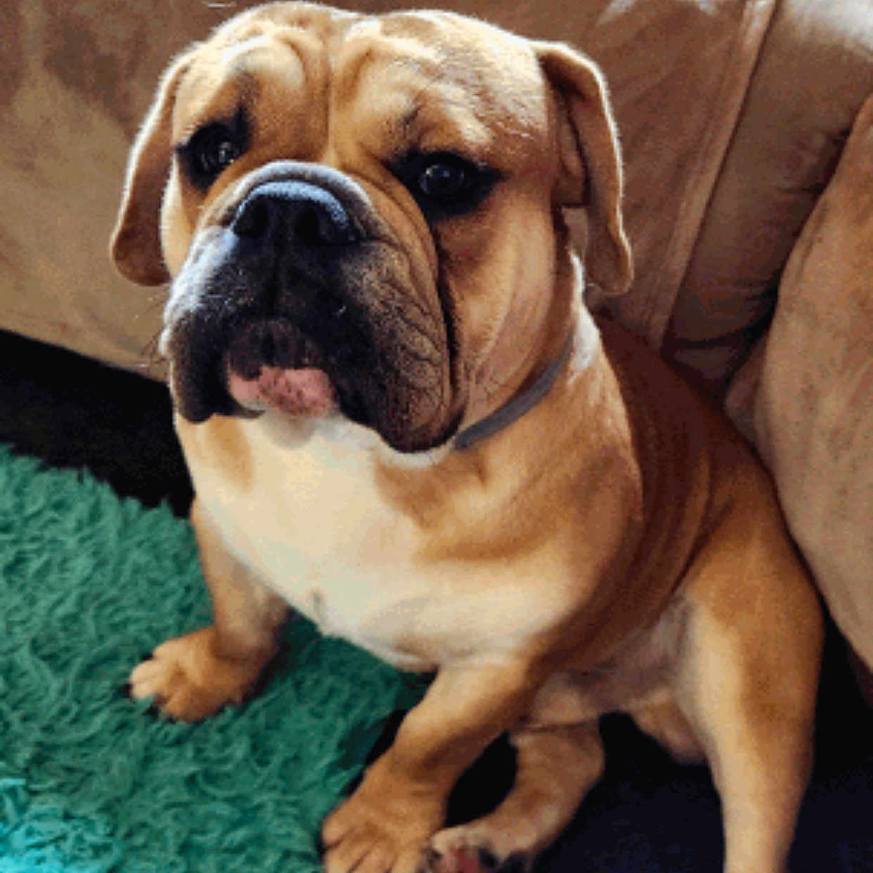 Cleatus Raymone joined the competition — help win amazing prizes! bulldog, dog, pet, animal, canine, sitting, indoor, carpet, furniture, couch, brown, beige, collar, cute, portrait, companion, paw, fur, domestic, friendly