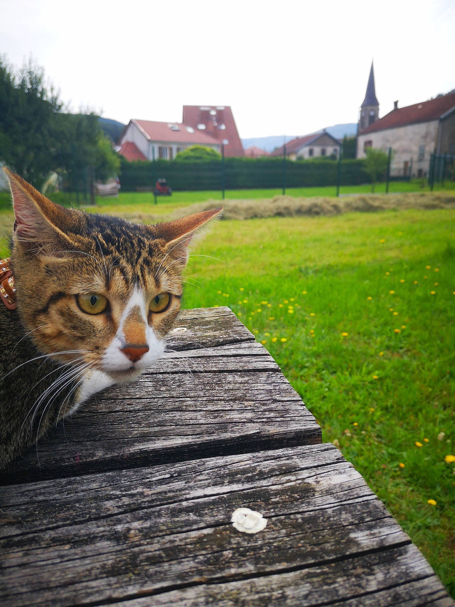 Chaussette participe au concours pour gagner de l'argent avec cette photo : building, carnivore, cat, fawn, felidae, flooring, grass, house, human_leg, plant, road_surface, sitting, sky, small_to_medium_sized_cats, snout, table, tail, tree, whiskers, wood