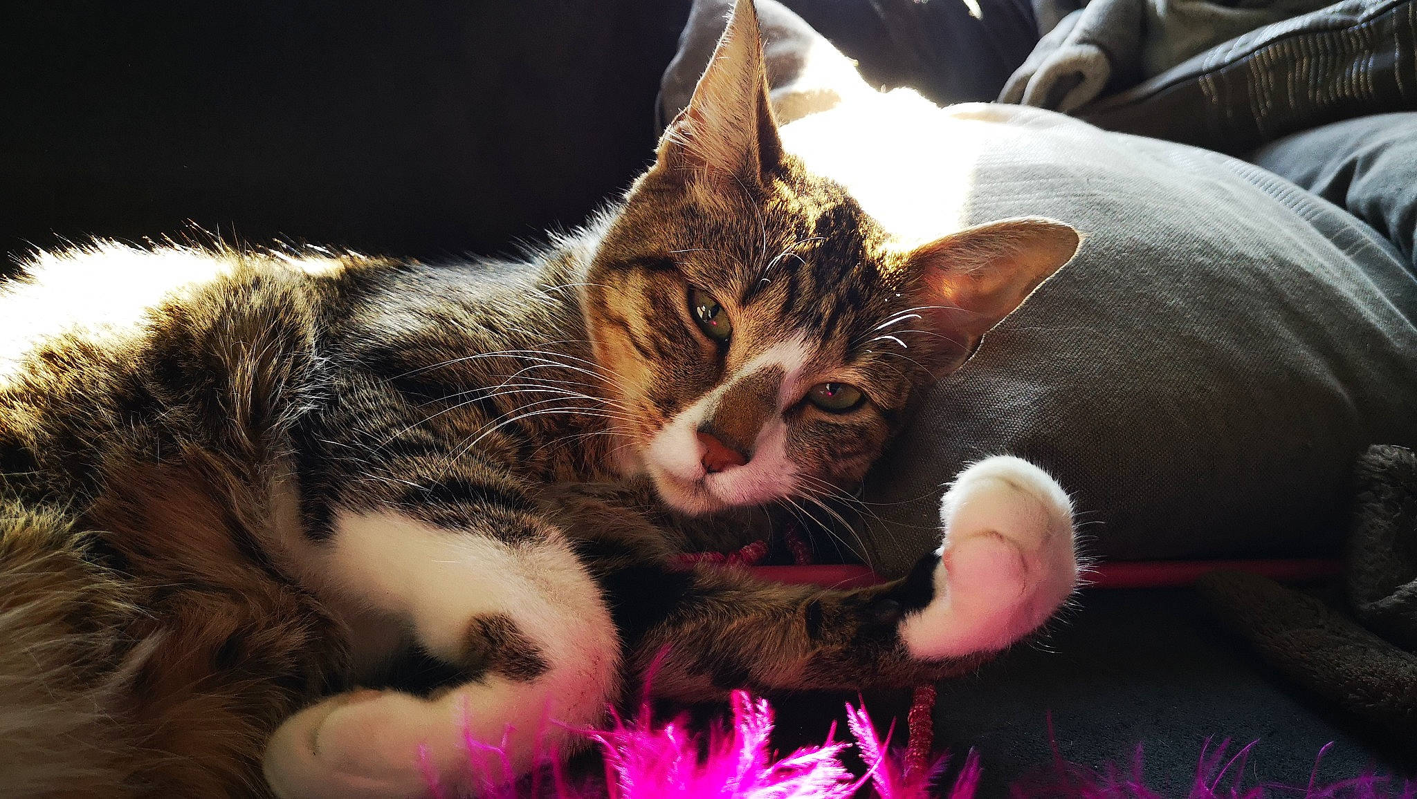 Chaussette participe au concours pour gagner de l'argent avec cette photo : carnivore, cat, claw, comfort, domestic_short_haired_cat, eye, felidae, foot, fur, grass, organism, paw, plant, sitting, small_to_medium_sized_cats, snout, terrestrial_animal, vertebrate, whiskers, wildlife