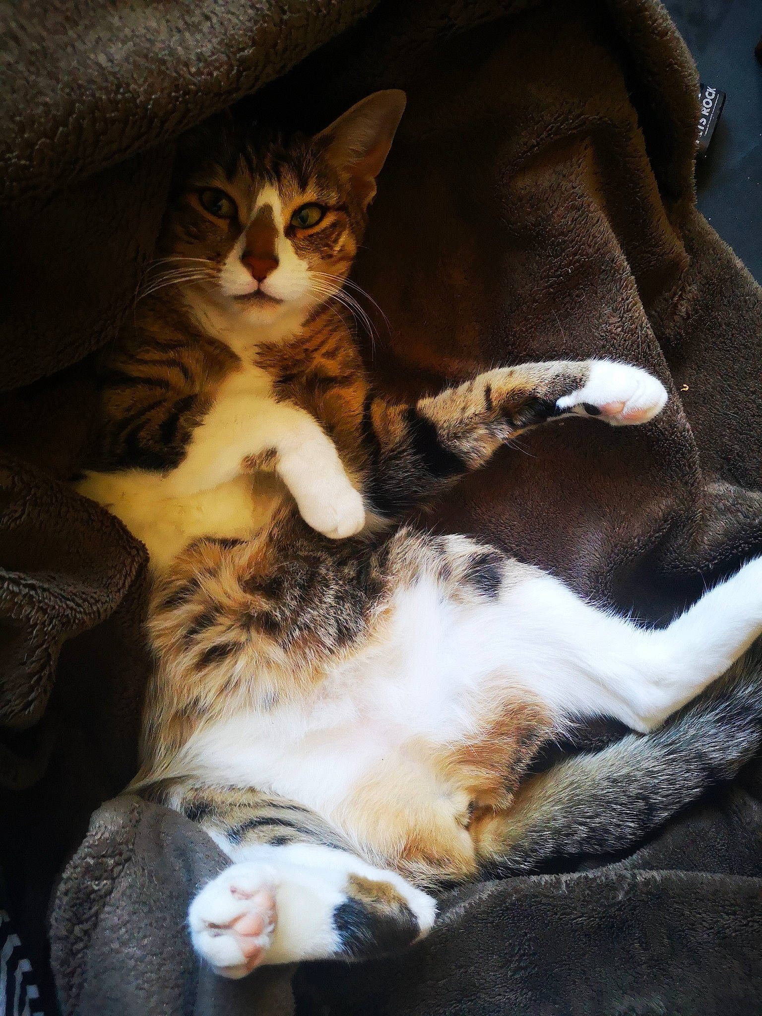 Chaussette participe au concours pour gagner de l'argent avec cette photo : carnivore, cat, claw, comfort, domestic_short_haired_cat, fawn, felidae, fur, nap, paw, sleep, small_to_medium_sized_cats, snout, tail, tree, whiskers