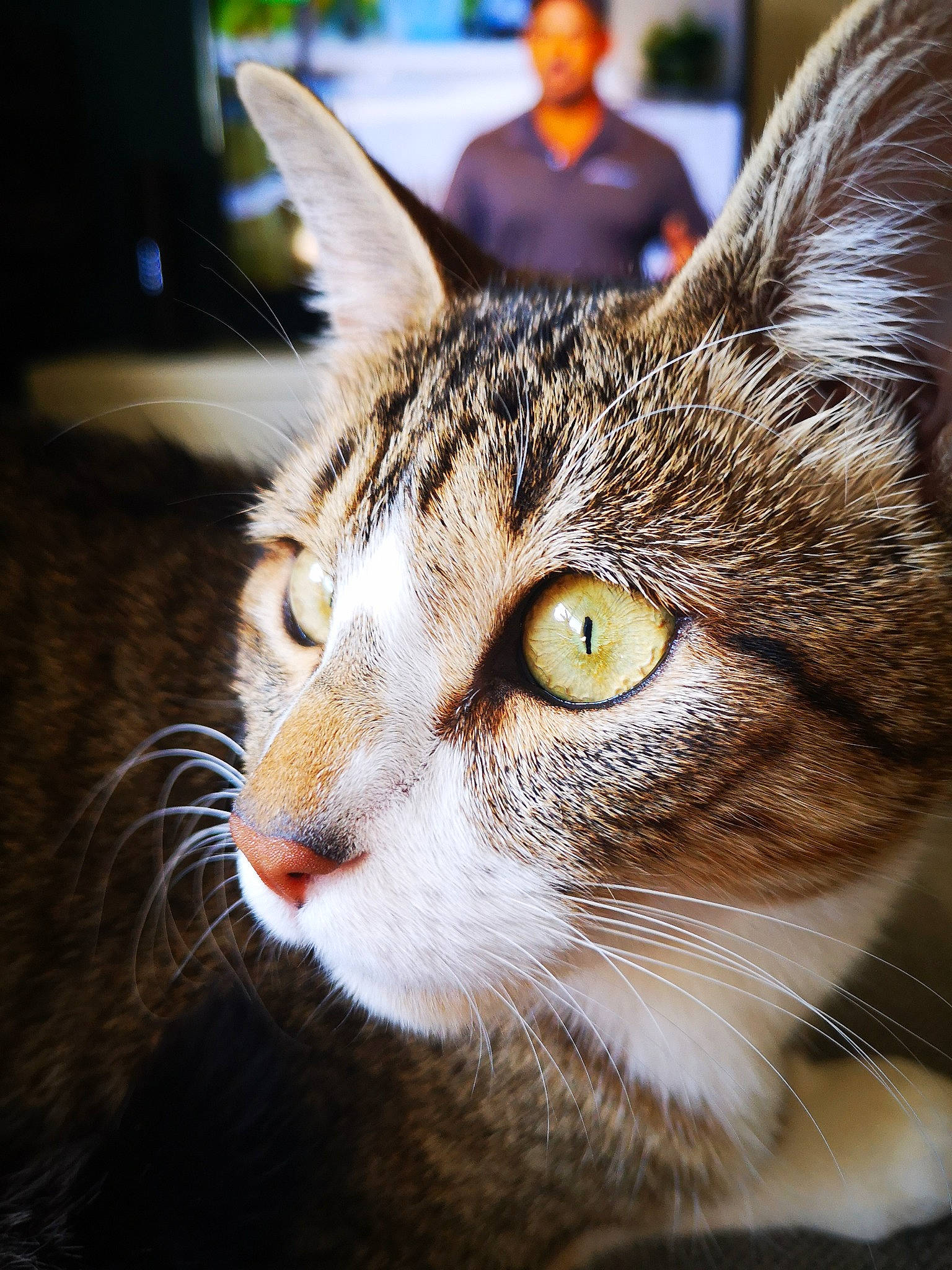 Chaussette a rejoint le concours — aidez-le/la à gagner de superbes lots ! carnivore, cat, domestic_short_haired_cat, ear, felidae, fur, grass, small_to_medium_sized_cats, snout, terrestrial_animal, tree, whiskers, wildlife, window