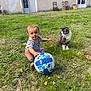 toddler, child, grass, cat, volleyball, outdoor, building, door, chair, greenery, animal, pet, playing, curious, sitting, striped_cat, nature, daylight, yard, footwear