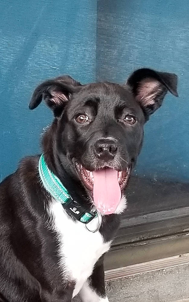 Zeus is registered to the contest to win money with this photo: borador, canidae, carnivore, collar, companion_dog, dog, dog_breed, dog_collar, eye, fang, fawn, fur, guard_dog, leash, snout, sporting_group, street_dog, whiskers, working_animal, working_dog