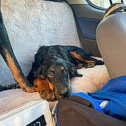 Vitta participe au concours pour gagner de l'argent avec cette photo : dog, car_interior, seat_cover, brown_and_black_fur, soft_texture, window, clothing, bag, paws, relaxed, indoors, pet, resting, fur, seat, headrest, leather, casual, travel, comfort