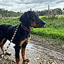 Vitta a rejoint le concours — aidez-le/la à gagner de superbes lots ! dog, puppy, leash, muddy_path, puddle, grass, outdoor, cloudy_sky, nature, fence, rocks, alert, black_coat, tan_markings, young_dog, canine, walking_path, rural, farm_area, side_profile