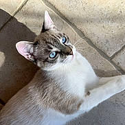 Grizou a rejoint le concours — aidez-le/la à gagner de superbes lots ! cat, blue_eyes, animal, pet, feline, fur, whiskers, ears, shadow, sunlight, floor, tile, relaxing, cute, domestic_animal, mammal, looking_up, close_up, indoor, resting