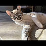 Grizou participe au concours pour gagner de l'argent avec cette photo : cat, blue_eyes, indoor, tile_floor, sunlight, stretching, paw, relaxed, pet, animal, feline, domestic_cat, whiskers, ears, fur, close_up, laying_down, home, shadow, curious