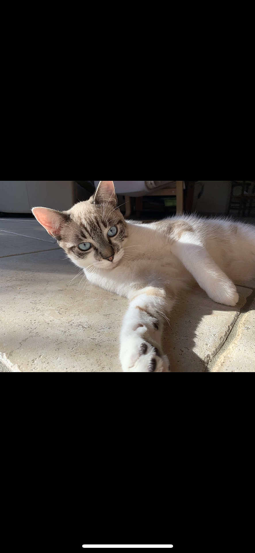 Grizou participe au concours pour gagner de l'argent avec cette photo : cat, blue_eyes, indoor, tile_floor, sunlight, stretching, paw, relaxed, pet, animal, feline, domestic_cat, whiskers, ears, fur, close_up, laying_down, home, shadow, curious
