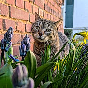 Nicodème participe au concours pour gagner de l'argent avec cette photo : cat, tabby_cat, flower, purple_flower, yellow_flower, green_leaf, brick_wall, outdoor, nature, curious, animal, pet, spring, garden, closeup, portrait, daylight, whiskers, plant, background