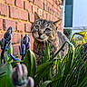 cat, tabby_cat, flower, purple_flower, yellow_flower, green_leaf, brick_wall, outdoor, nature, curious, animal, pet, spring, garden, closeup, portrait, daylight, whiskers, plant, background