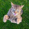 Nicodème a rejoint le concours — aidez-le/la à gagner de superbes lots ! cat, tabby, tongue, paws, grass, outdoor, pet, animal, playful, cute, fur, whiskers, green, nature, mammal, closeup, expression, funny, active, young