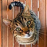 Nicodème participe au concours pour gagner de l'argent avec cette photo : cat, tabby_cat, pet, animal, whiskers, green_eyes, close_up, wooden_floor, curious, feline, domestic_cat, cute, looking_up, fur, ears, tail, portrait, indoor, mammal, sharp_focus