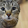 animal, cat, close_up, curious, cute, domestic_cat, eyes, face, feline, focus, fur, indoor, looking, mammal, pet, portrait, soft_background, tabby, whiskers, young_cat