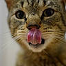 Nicodème participe au concours pour gagner de l'argent avec cette photo : animal, cat, close_up, cute, expression, eyes, face, feline, funny, fur, indoor, mammal, nose, pet, playful, portrait, tabby, tongue, tongue_out, whiskers