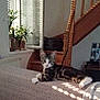 Arrow a rejoint le concours — aidez-le/la à gagner de superbes lots ! animal, blanket, cat, cozy, curious, feline, home, indoor, kitten, light, living_room, pet, plants, relaxed, shadow, stairs, tabby, texture, window, wooden