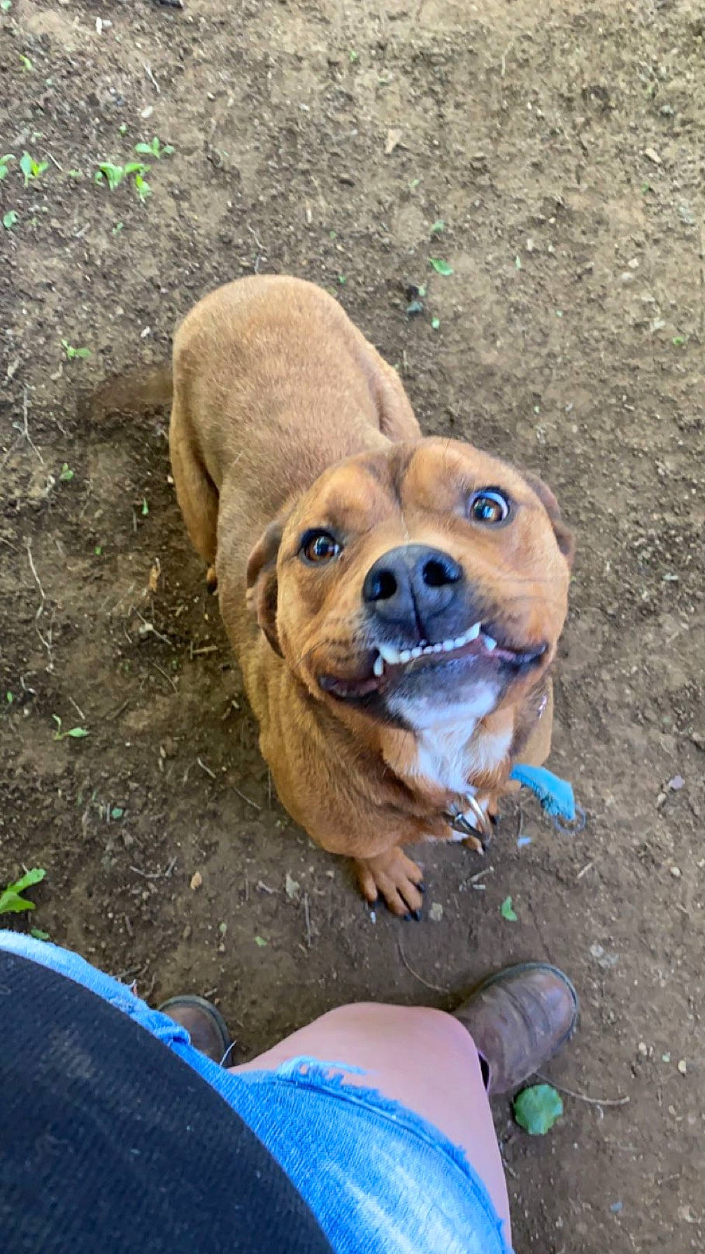 Cooper is registered to the contest to win money with this photo: adventure, canidae, carnivore, companion_dog, dog, dog_breed, dog_collar, electric_blue, fawn, fur, grass, liver, snout, soil, sporting_group, working_animal, working_dog