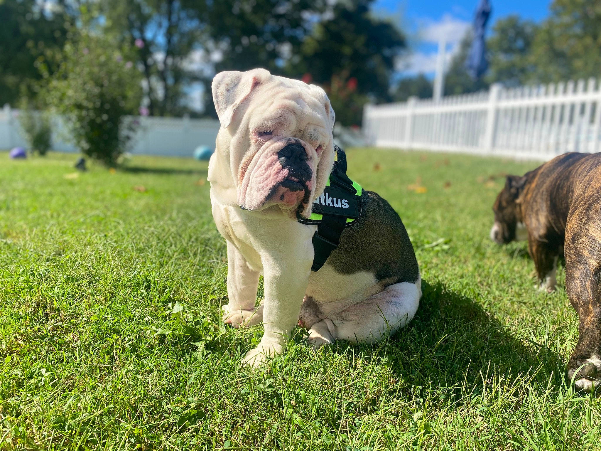 Butkus joined the competition — help win amazing prizes! bulldog, canidae, carnivore, cloud, collar, companion_dog, dog, dog_breed, fawn, fence, grass, plant, sky, snout, sporting_group, tail, toy_dog, tree, white_english_bulldog, wrinkle
