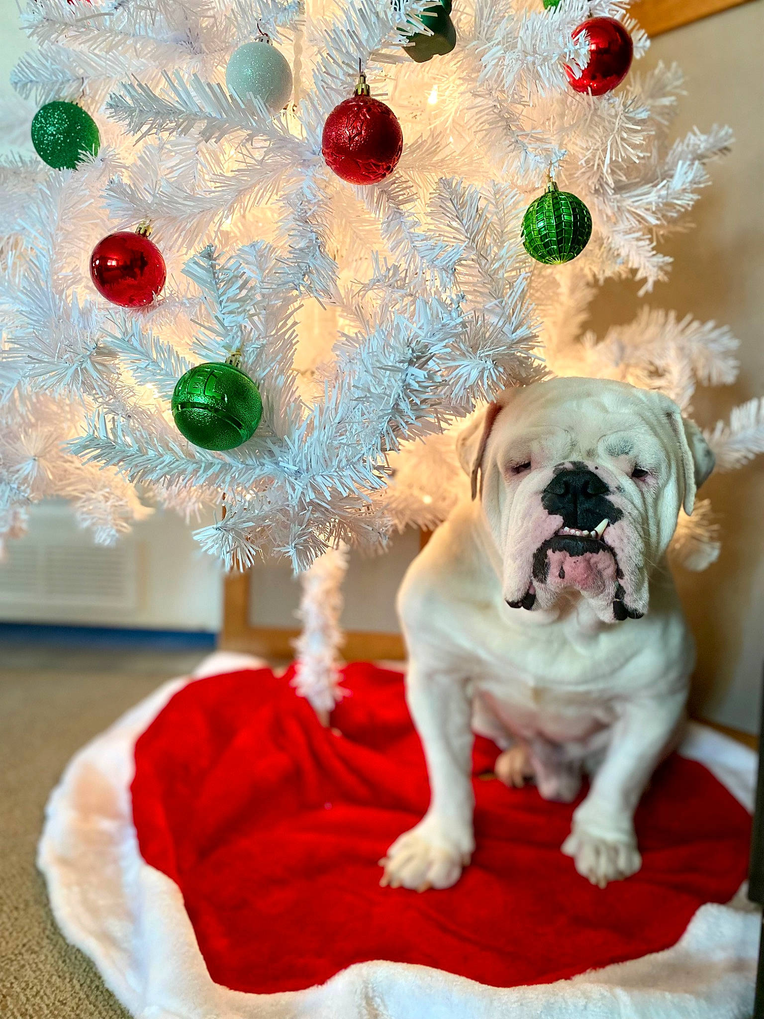 Butkus joined the competition — help win amazing prizes! bulldog, carnivore, christmas_decoration, christmas_ornament, christmas_tree, collar, companion_dog, conifer, dog, dog_breed, dog_collar, event, fawn, holiday, holiday_ornament, ornament, plant, sporting_group, tree, wrinkle