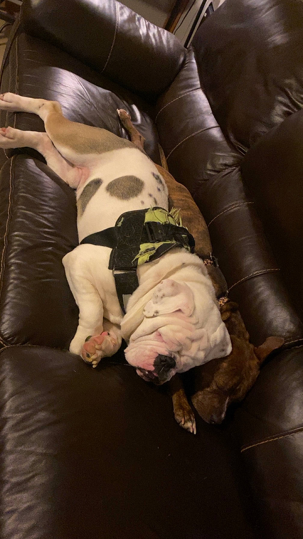 Butkus joined the competition — help win amazing prizes! carnivore, comfort, companion_dog, couch, dog, dog_breed, fawn, fur, human_body, human_leg, knee, linens, nap, room, sitting, sporting_group, tail, thigh, toy_dog, working_animal