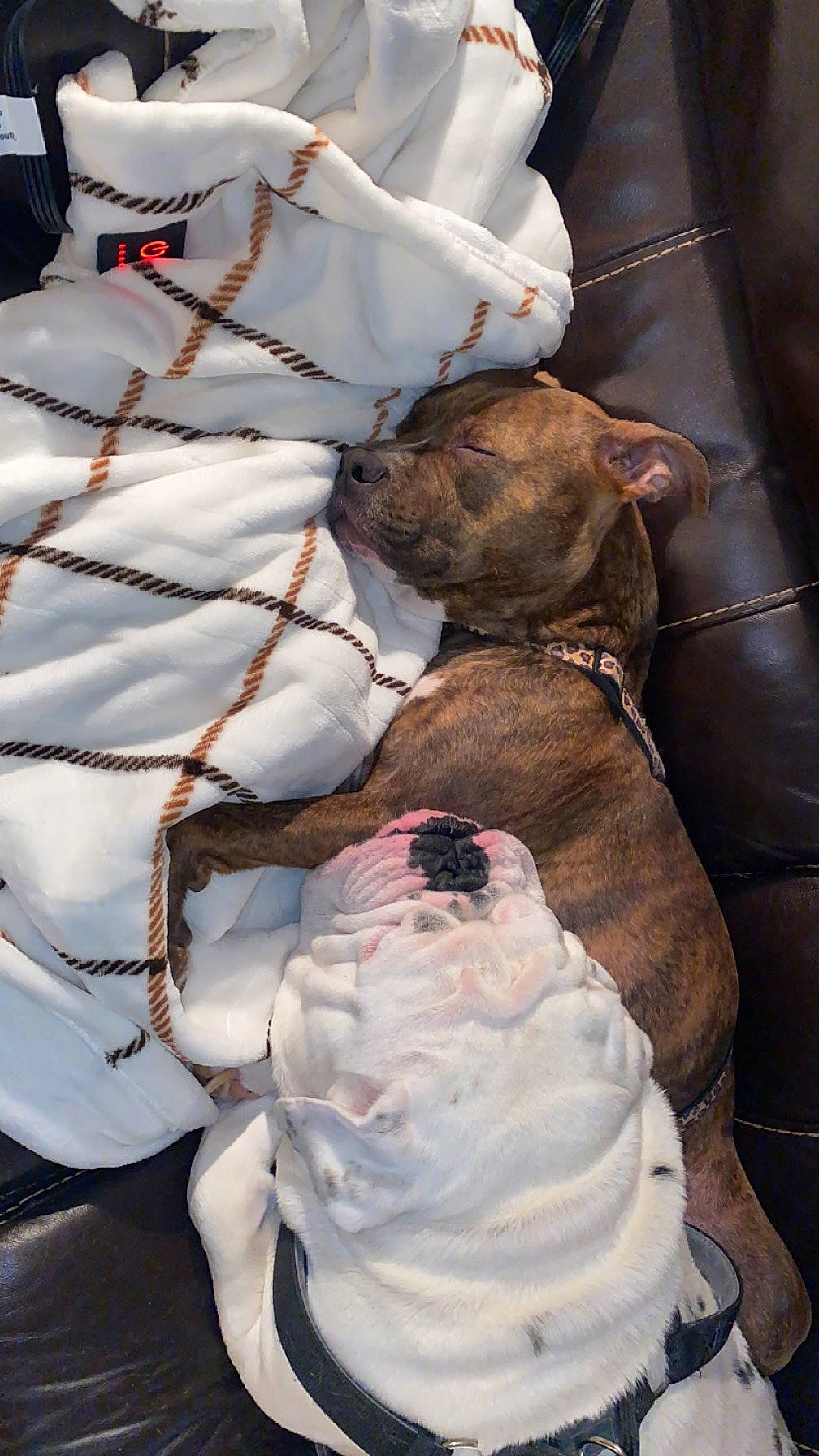 Butkus joined the competition — help win amazing prizes! bag, canidae, carmine, carnivore, collar, comfort, companion_dog, dog, dog_breed, dog_collar, fashion_accessory, fawn, fur, leash, linens, liver, non_sporting_group, snout, sporting_group, working_animal