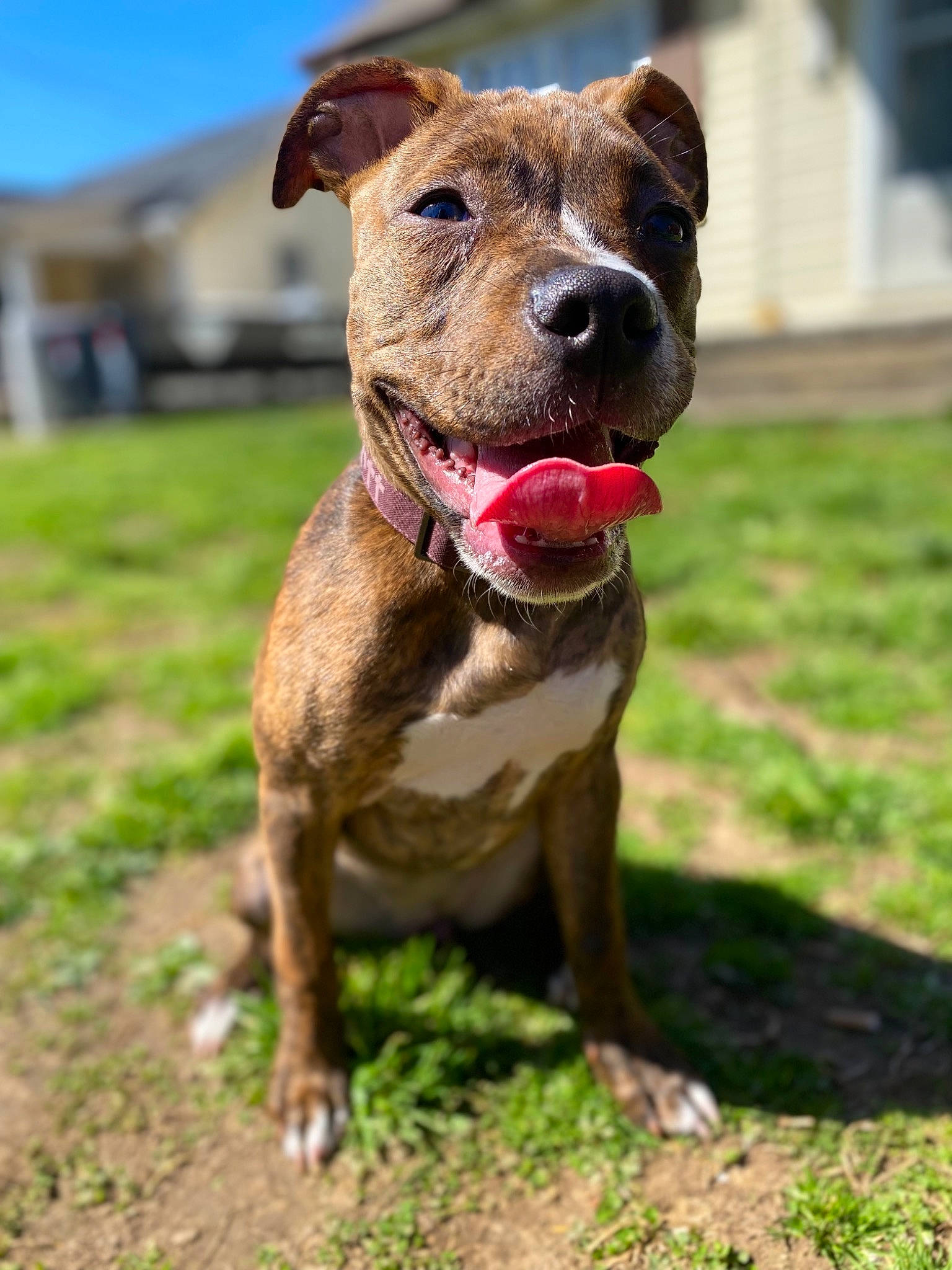 Gypsy is registered to the contest to win money with this photo: canidae, carnivore, collar, companion_dog, dog, dog_breed, dog_collar, fawn, grass, leash, liver, molosser, pet_supply, sky, snout, sporting_group, whiskers, working_animal, working_dog, wrinkle