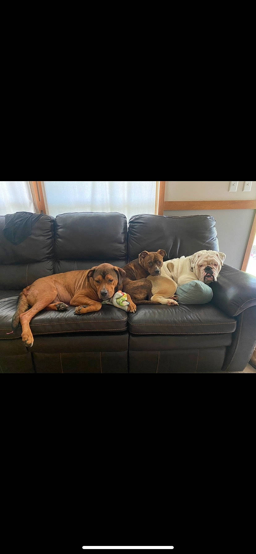 Gypsy joined the competition — help win amazing prizes! brown, carnivore, comfort, companion_dog, couch, darkness, dog, dog_breed, floor, flooring, fur, furniture, hardwood, liver, living_room, room, sofa_bed, studio_couch, tints_and_shades, wood