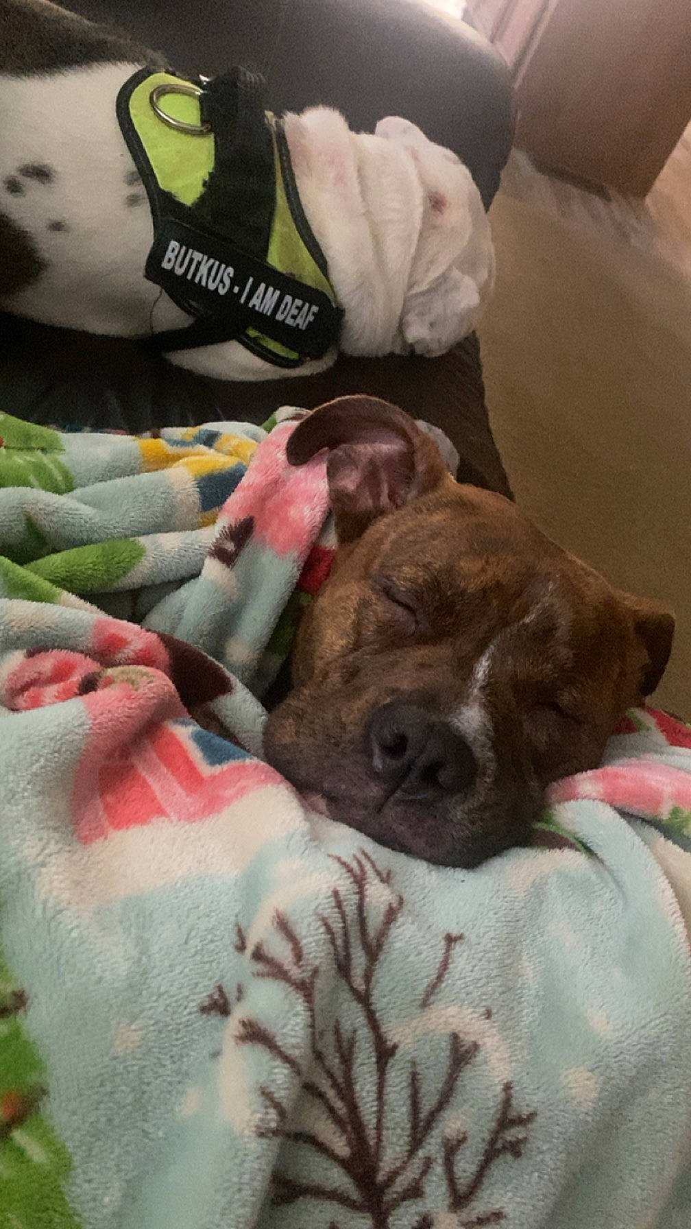 Gypsy is registered to the contest to win money with this photo: bedding, bedtime, blanket, canidae, carnivore, comfort, companion_dog, dog, dog_breed, fawn, fur, linens, liver, nap, room, sleep, sporting_group, terrestrial_animal, working_animal, wrinkle