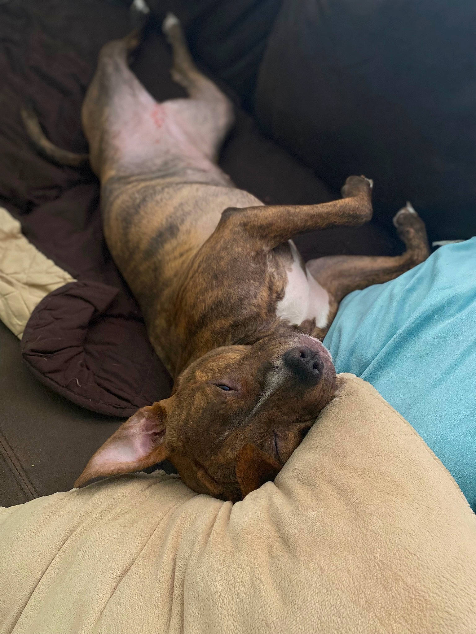 Gypsy joined the competition — help win amazing prizes! canidae, carnivore, comfort, companion_dog, dog, dog_breed, fawn, fur, guard_dog, hardwood, liver, nap, non_sporting_group, sporting_group, terrestrial_animal, treeing_tennessee_brindle, whiskers, wood, working_animal, wrinkle