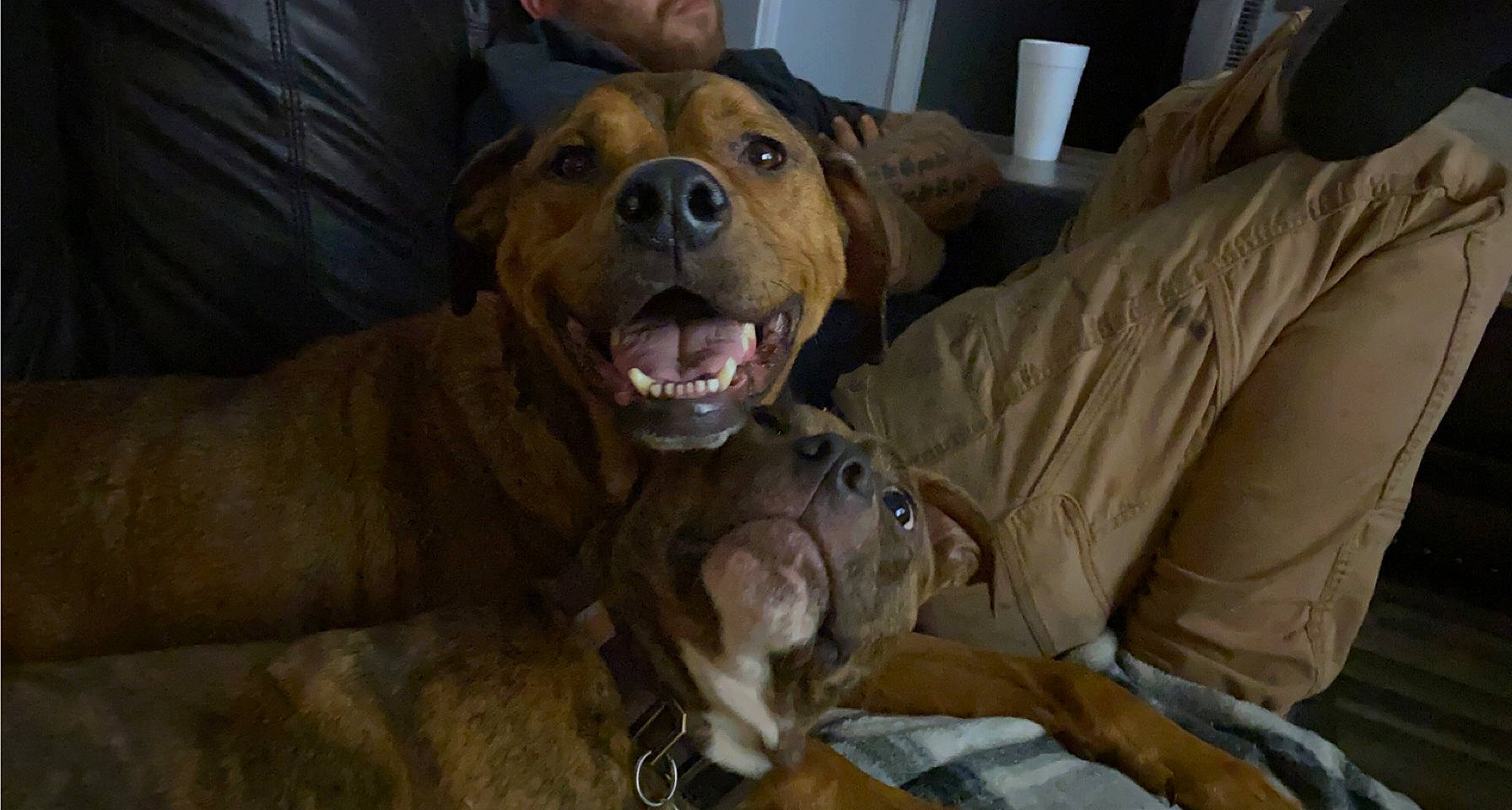 Gypsy is registered to the contest to win money with this photo: canidae, carnivore, comfort, companion_dog, dog, dog_breed, fawn, fur, guard_dog, liver, molosser, non_sporting_group, retriever, smile, snout, sporting_group, whiskers, working_animal, working_dog, wrinkle