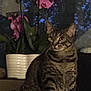 cat, tabby_cat, indoor, plant, flower, orchid, pot, window, night, animal, pet, feline, striped, fur, sitting, curious, domestic, closeup, green_leaves, cozy