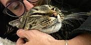 Vanlose joined the competition — help win amazing prizes! person, cat, glasses, close_up, snuggling, tabby_cat, eyes_closed, hand, bracelet, whiskers, fur, face, affection, relaxation, indoors, cozy, comfort, pet, love, cuddle