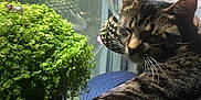 Vanlose joined the competition — help win amazing prizes! blanket, cat, cozy, daylight, decor, feline, fur, glass_object, greenery, home, indoor, nature, paw, plant, relaxing, resting, shadows, sunlight, tabby, window