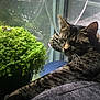Vanlose joined the competition — help win amazing prizes! cat, tabby, plant, greenery, window, sunlight, relaxing, paw, blanket, glass_object, indoor, feline, fur, cozy, resting, home, decor, nature, shadows, daylight