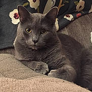 Vanlose joined the competition — help win amazing prizes! cat, gray_cat, pet, feline, animal, indoor, couch, blanket, floral_pattern, cozy, fur, whiskers, ears, paw, relaxed, looking_at_camera, domestic_animal, mammal, cute, companion