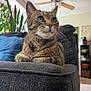 Flap Jack is registered to the contest to win money with this photo: cat, tabby, couch, indoor, living_room, plant, ceiling_fan, furniture, pet, fur, whiskers, green_eyes, relaxed, domestic_animal, home, shelf, decor, cozy, portrait, animal