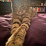 Flap Jack is registered to the contest to win money with this photo: cat, tabby_cat, stretching, paws, purple_blanket, indoor, bedroom, bookshelf, blurred_background, furniture, warm_lighting, closeup, pet, fur, whiskers, relaxed, sleepy, domestic_cat, animal, soft_texture