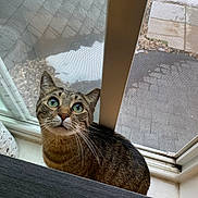 Flap Jack joined the competition — help win amazing prizes! cat, tabby, green_eyes, windowsill, window_screen, indoor, pet, animal, curious, looking_up, whiskers, feline, striped_fur, close_up, domestic_cat, house, natural_light, quiet, still_life, window