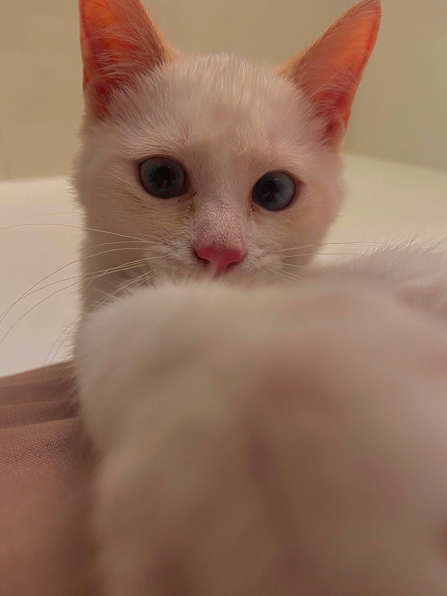 Poumba participe au concours pour gagner de l'argent avec cette photo : carnivore, cat, claw, domestic_short_haired_cat, ear, eye, eyelash, fawn, felidae, fur, head, paw, small_to_medium_sized_cats, snout, tail, terrestrial_animal, whiskers