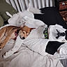 dog, sleeping, cuddling, bed, blanket, collar, fur, pet, animal, resting, cute, cozy, indoor, friendship, two_dogs, relaxed, napping, brown_dog, white_dog, harness