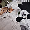dog, sleeping, bed, blanket, cozy, resting, white_dog, brown_dog, pet, fur, collar, indoor, animal, cute, relaxed, domestic, companion, friendship, napping, soft