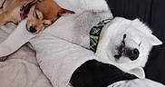 Daisey joined the competition — help win amazing prizes! dog, sleeping, cozy, blanket, resting, pet, cute, fur, collar, indoors, comfort, friendship, animal, relaxation, snuggle, white_dog, brown_dog, soft, bed, napping