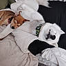 dog, sleeping, cozy, blanket, resting, pet, cute, fur, collar, indoors, comfort, friendship, animal, relaxation, snuggle, white_dog, brown_dog, soft, bed, napping