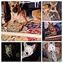 dog, german_shepherd, white_dog, puppy, pet, indoor, rug, crate, couch, person, hug, toy, floor, carpet, smile, tongue_out, ears_up, resting, playing, collage
