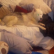 Smokey joined the competition — help win amazing prizes! dog, bed, pillow, blanket, indoor, fur, pet, resting, cozy, couch, animal, white, black, brown, furniture, home, canine, laying_down, domestic_animal, sleepy